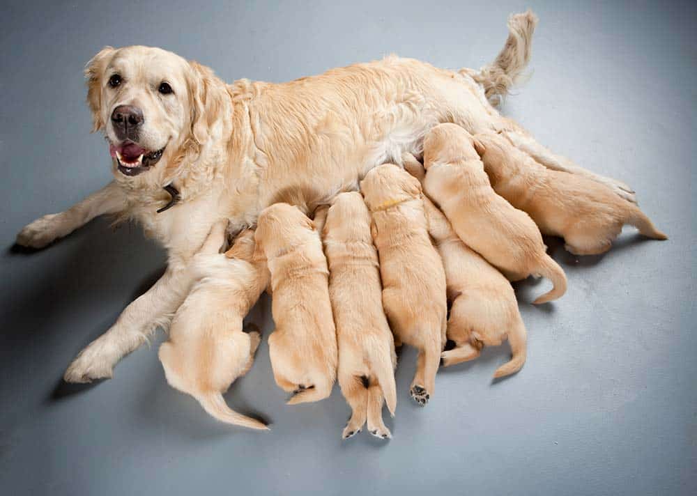 Female Golden Retriever with puppies.