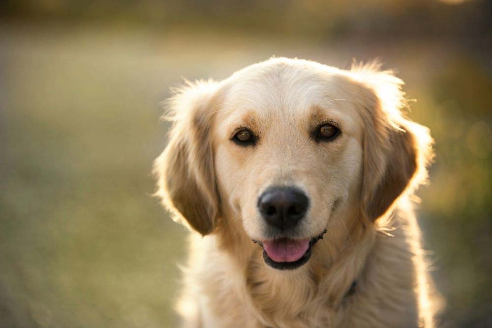 Golden retriever with light colored coat.