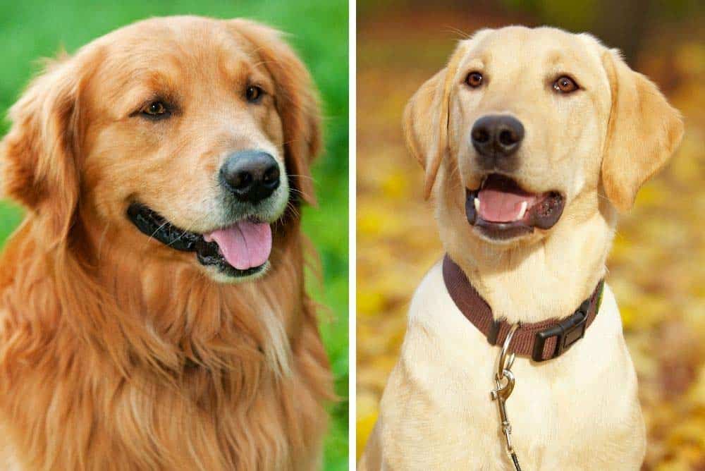 dogs golden retriever lab