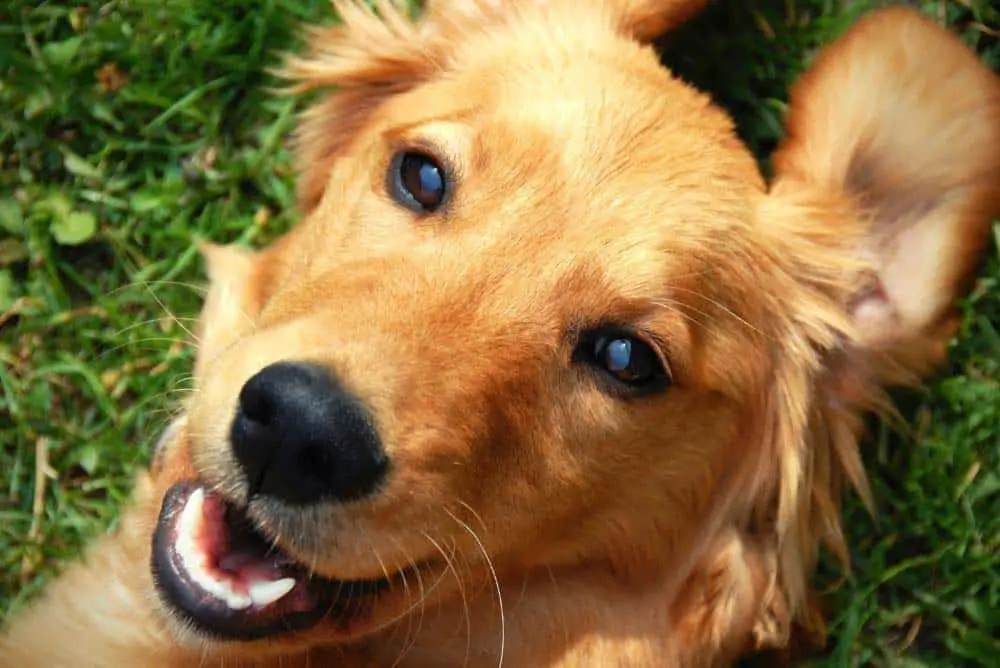 A happy Golden Retriever.