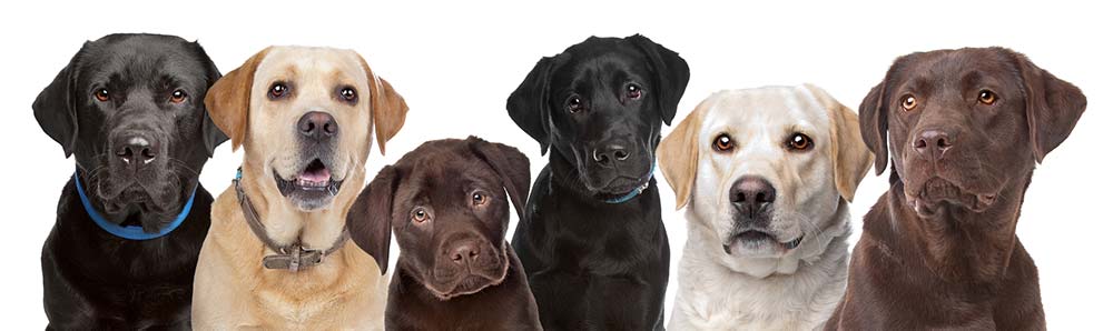 Labrador Retriever coat colors.