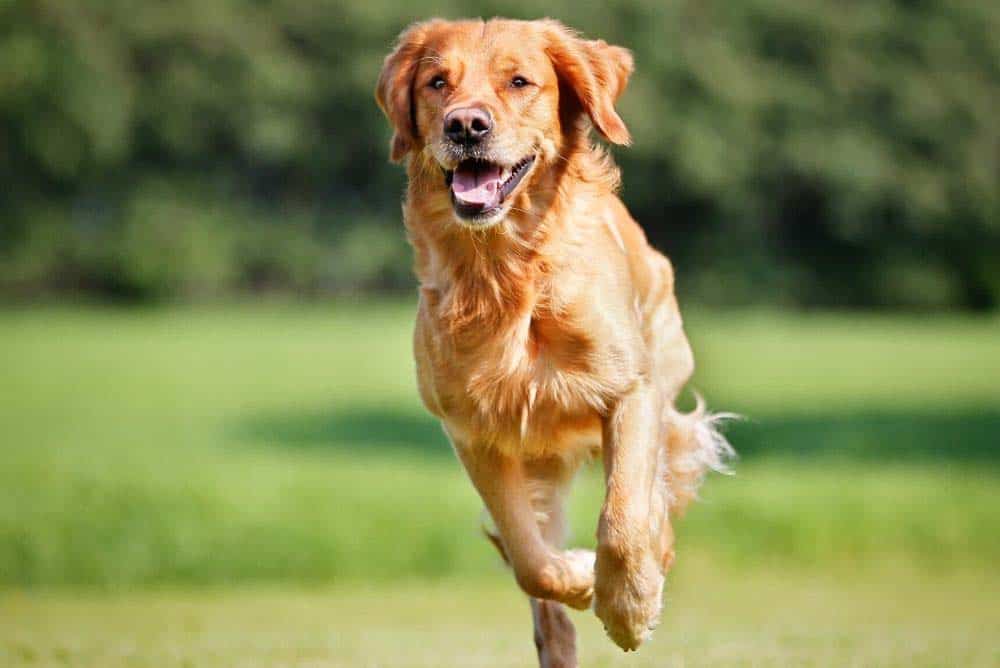 How old can a golden retriever live?