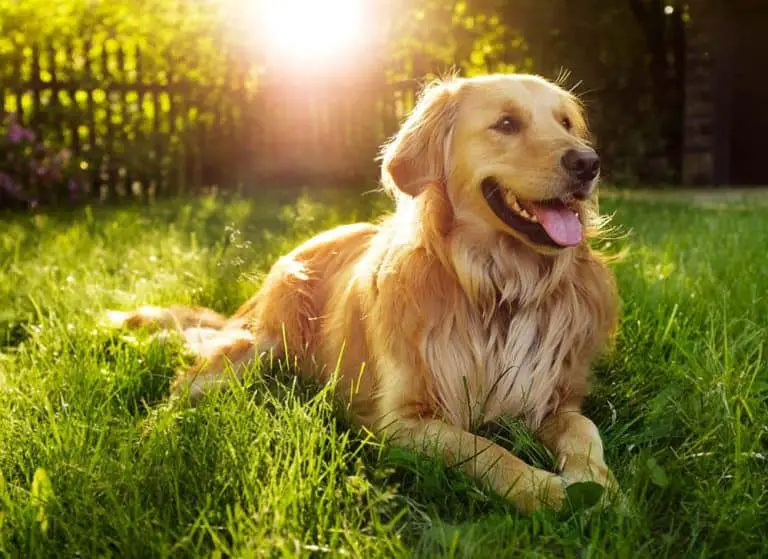 When Does a Golden Retriever Get Long Hair (at What Age?) Loyal Goldens