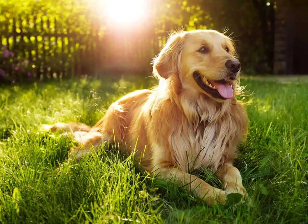 Adult Golden Retriever with long feathered hair on chest.