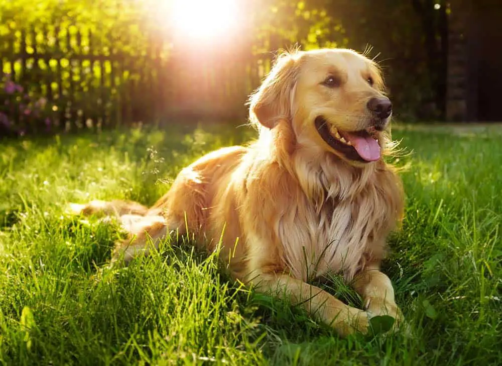 will golden retrievers have hair