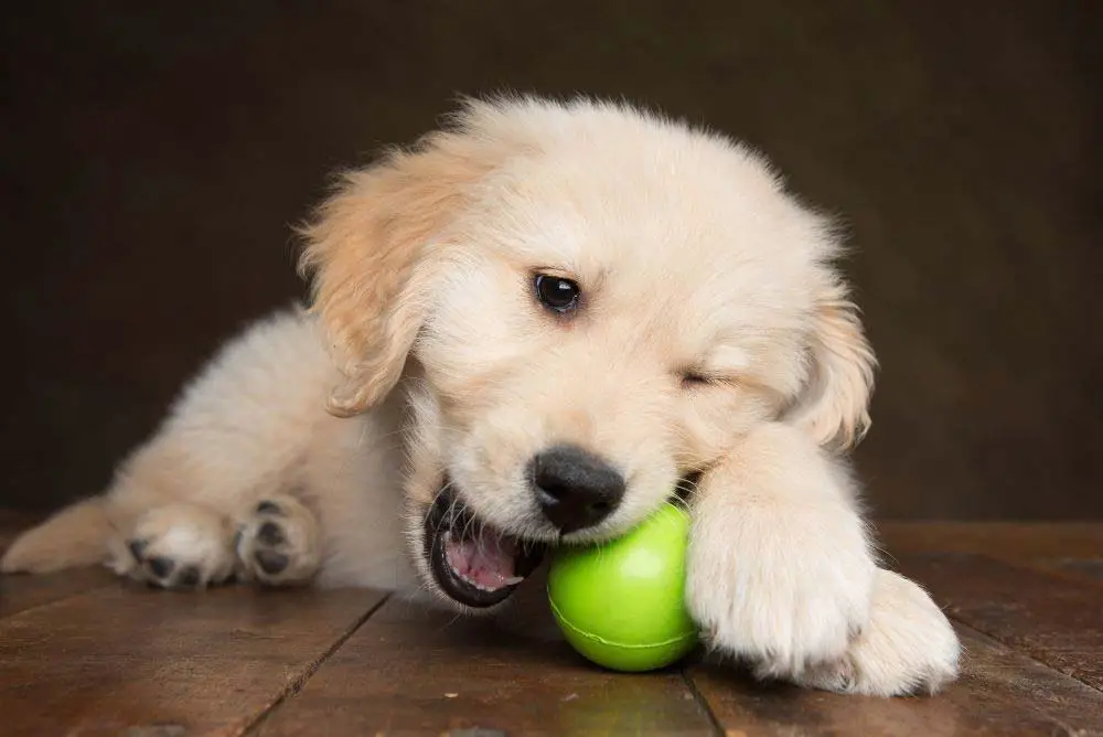 retriever biting starmark entertained hours keeps training stimulated mentally behaved retrievers talents