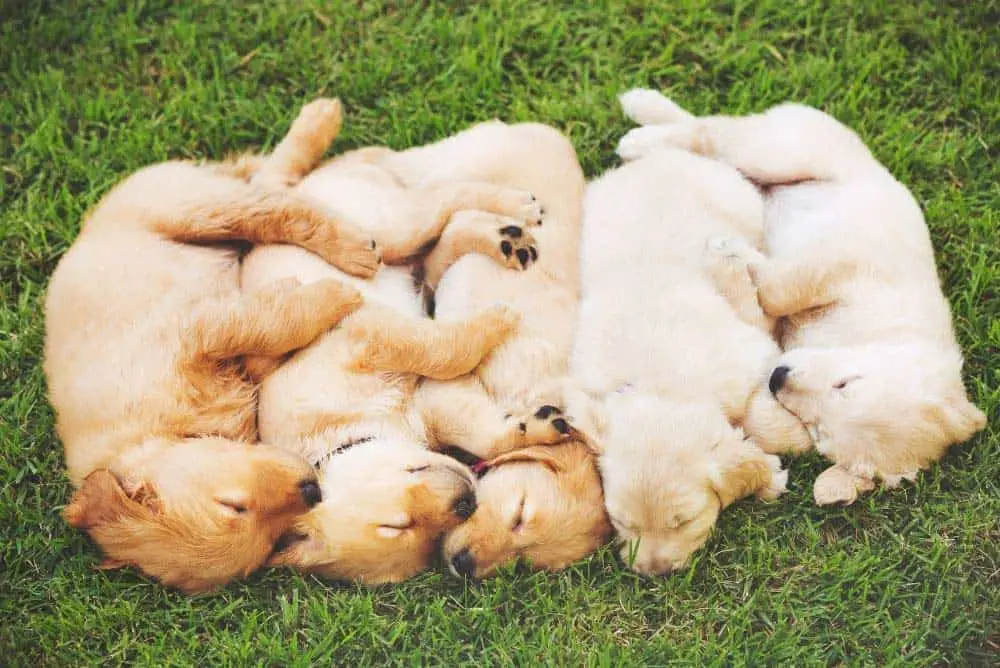 Golden Retriever puppies are actually born with their undercoat. They grow their long hair out over the top as they get older.