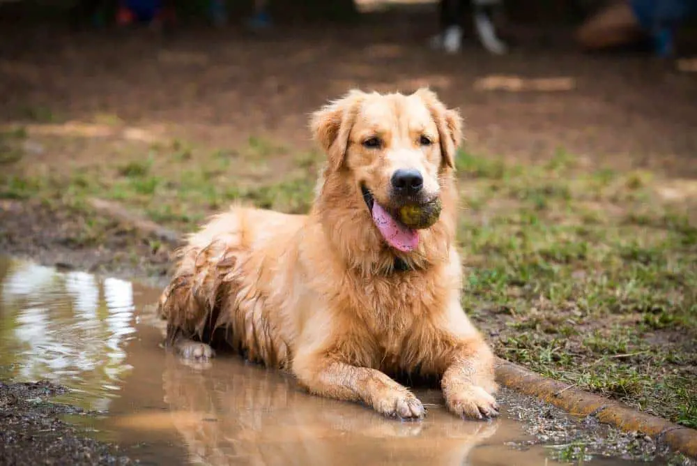 A dirty, smelly Golden Retriever lays in a mud puddle.
