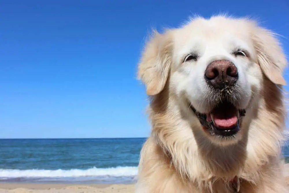 A golden retriever smiling at the beach.