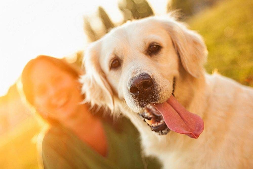 Do Golden Retrievers Really Smile Pictures And Video Loyal Goldens