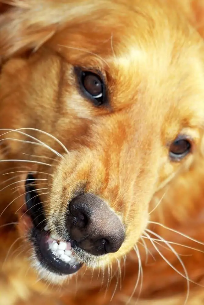 Golden Retriever with an anxious toothy smile.