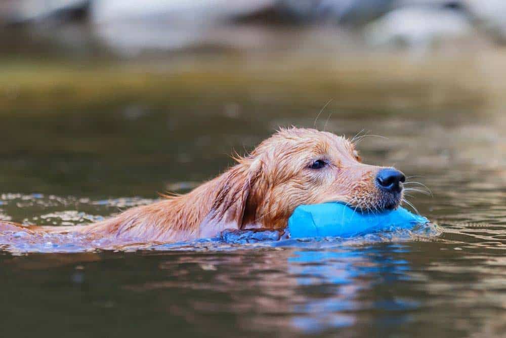 Golden Retriever swimming.