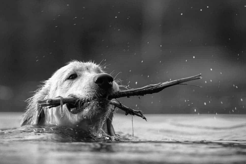 A Golden Retriever using it's webbed feet to swim and retrieve a stick.