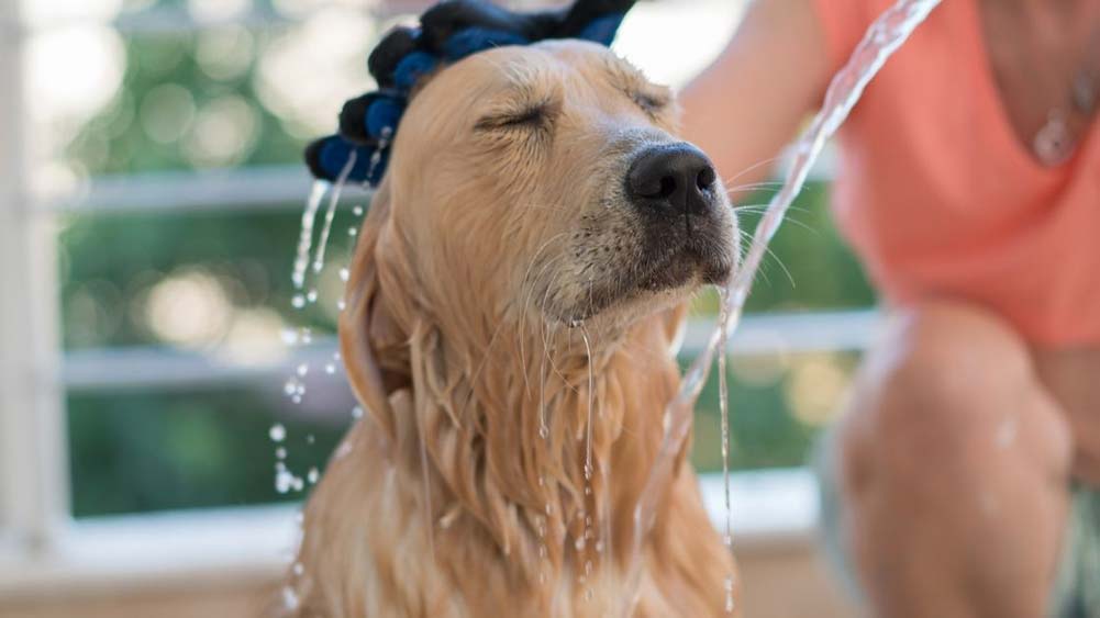 A golden retriever getting a bath.