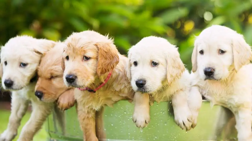 Bath time for Golden Retriever puppies.