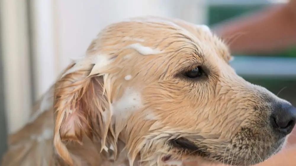 Washing a Golden Retriever.