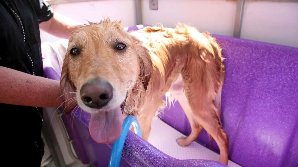 Washing a Golden Retriever in a tub.