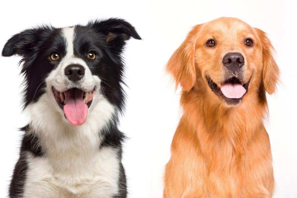 Border Collie vs Golden Retriever