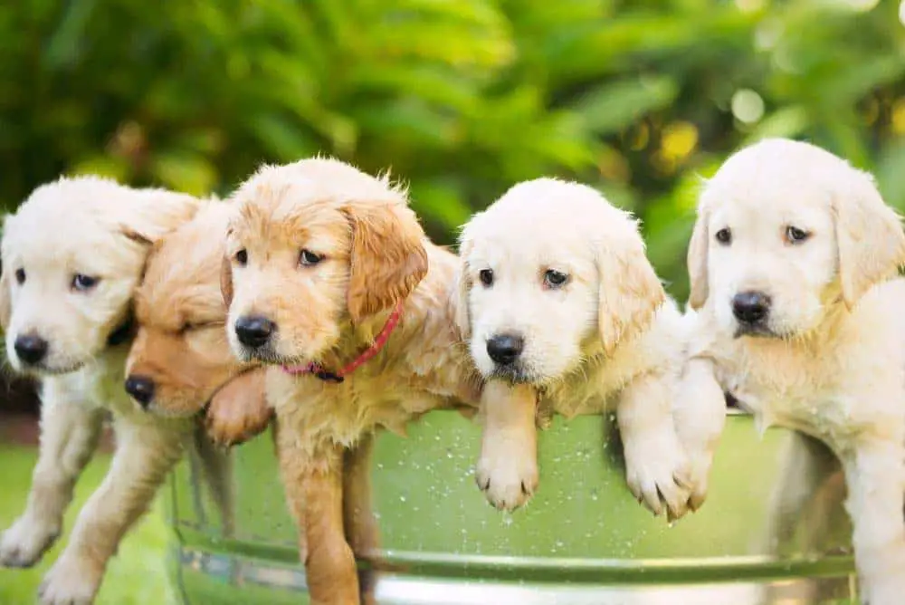 A litter of golden retriever puppies.