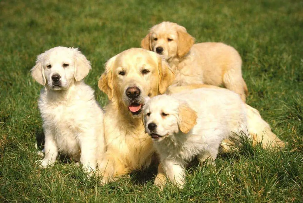 Female Golden Retriever with her puppies.