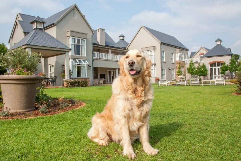 Are Golden retrievers protective of their homes and owners?