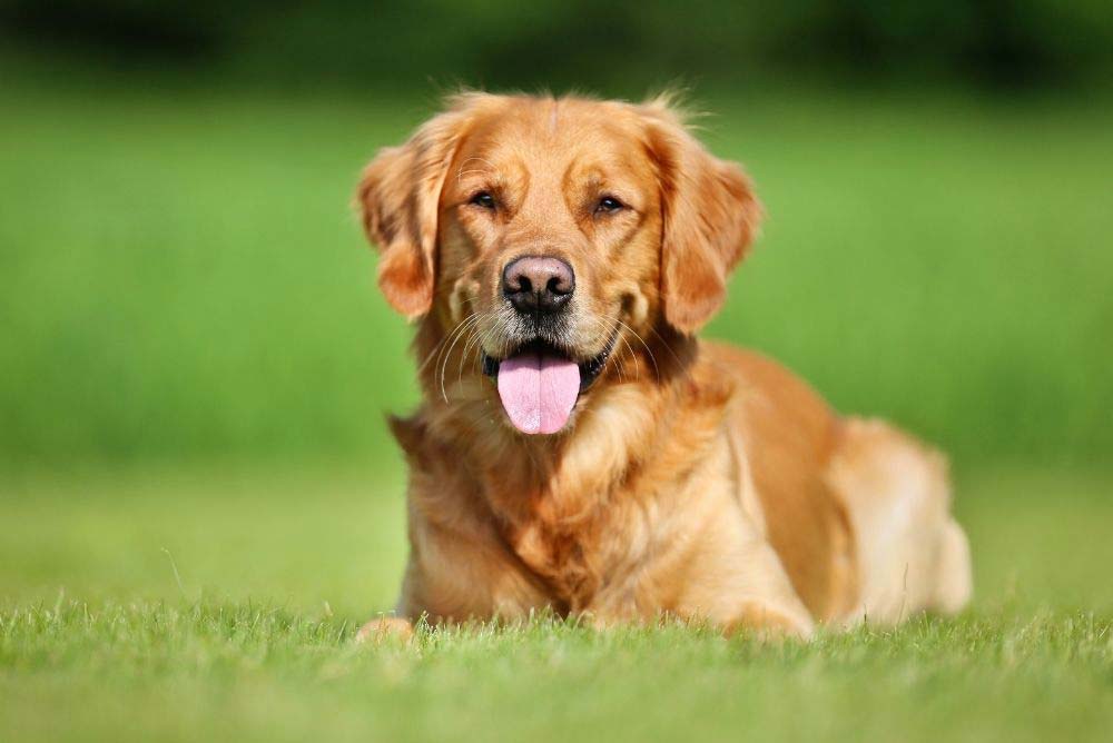 Short haired outlet retriever