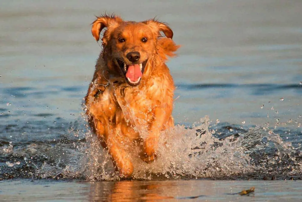 Most but not all Golden Retrievers love the water!