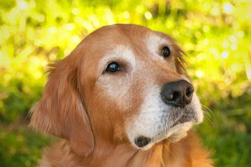 A white faced Golden Retriever.