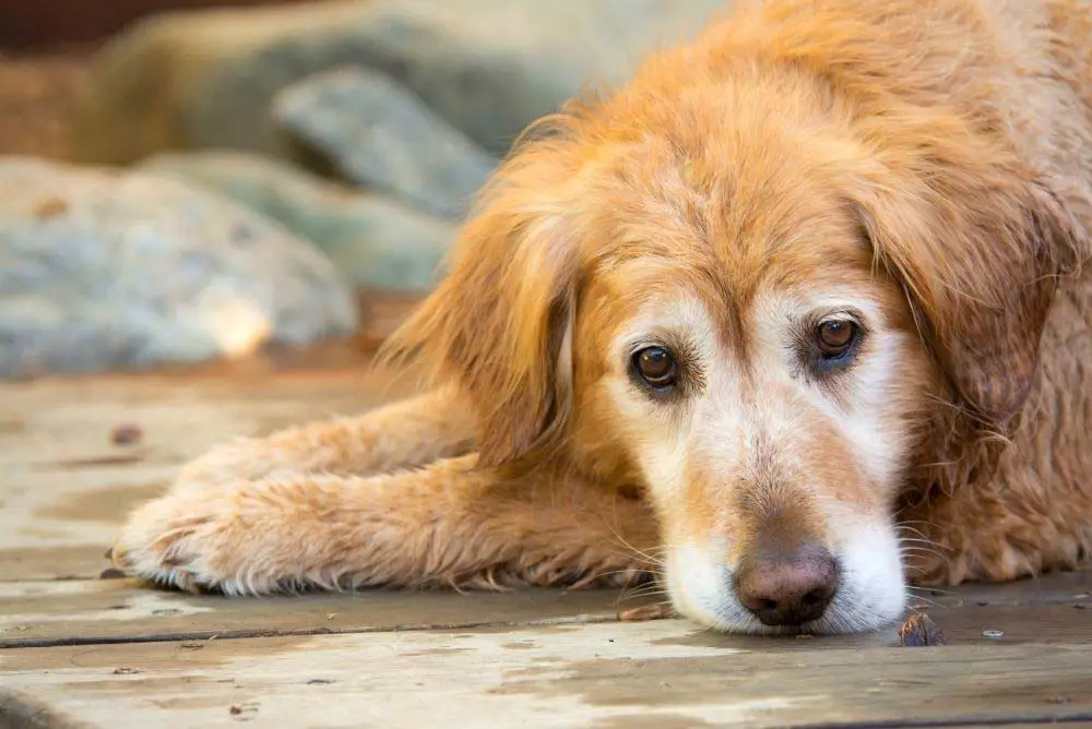 A gray faced golden retriever.