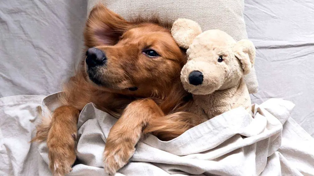 Golden Retriever sleeping in owners bed.