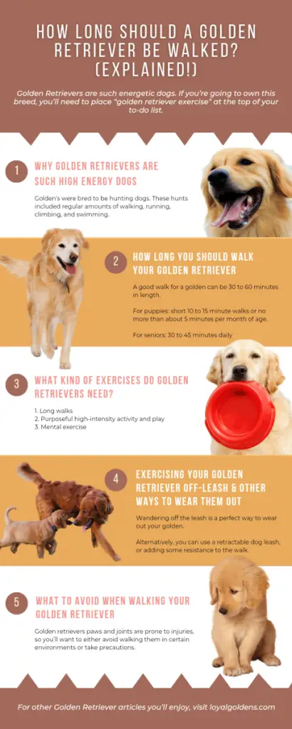 How long should a Golden Retriever be walked