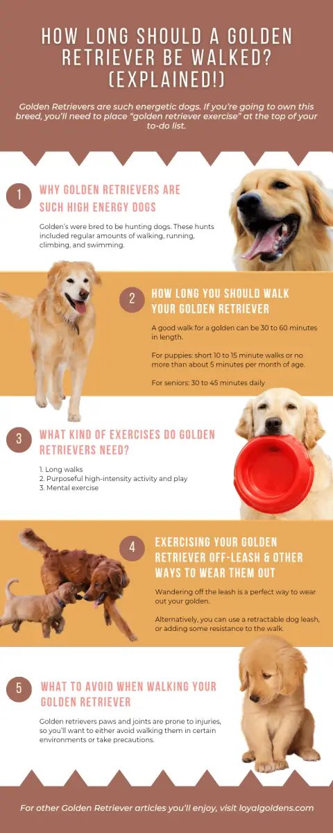 How Long Should a Golden Retriever Be Walked? (Explained!) – Loyal Goldens