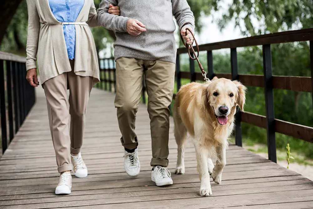 Couple taking their golden retriever on a walk.