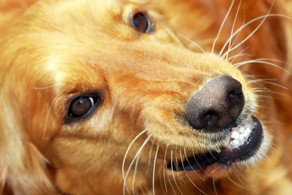 Snarling and aggressive Golden Retriever