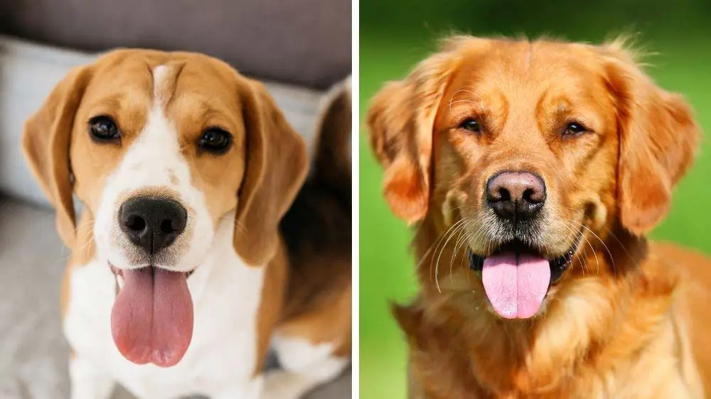 Beagle vs. Golden Retriever