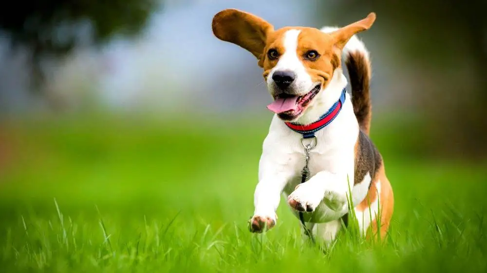 A Beagle breed dog runs through the grass.