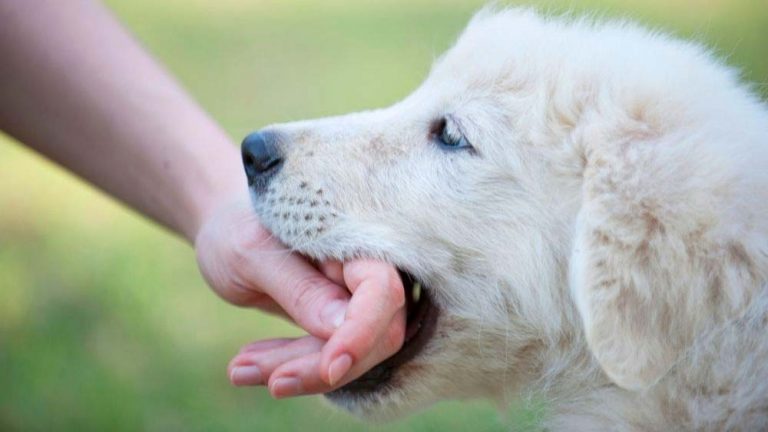 Bite Force of a Golden Retriever in PSI – Loyal Goldens