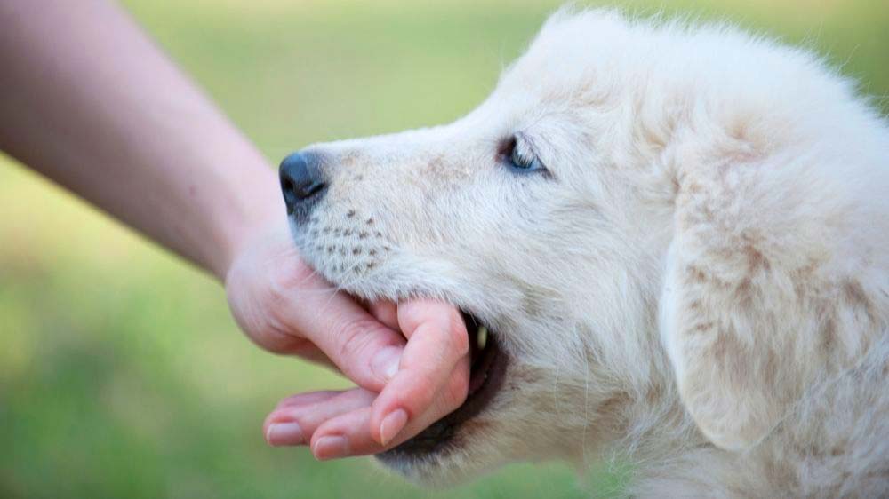 Golden Retriever bite force.