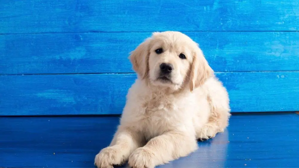 Golden Retrievers: Pros And Cons (An Owner'S Guide) – Loyal Goldens