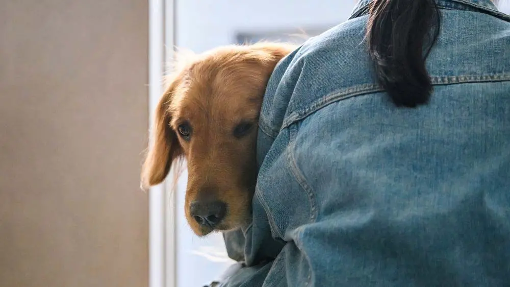 Why does my golden retriever sit on me?