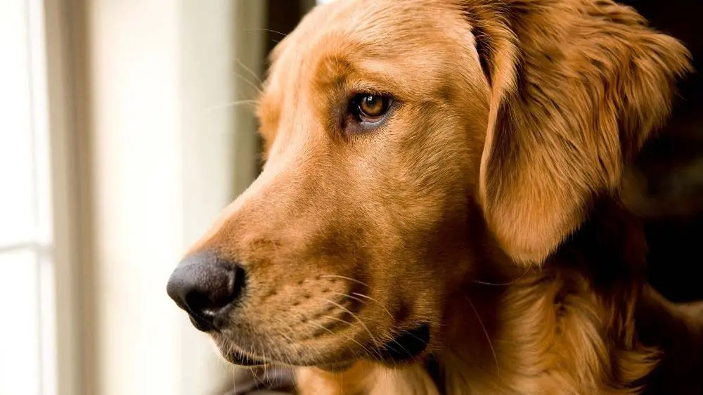 How long can a golden retriever be left home alone.