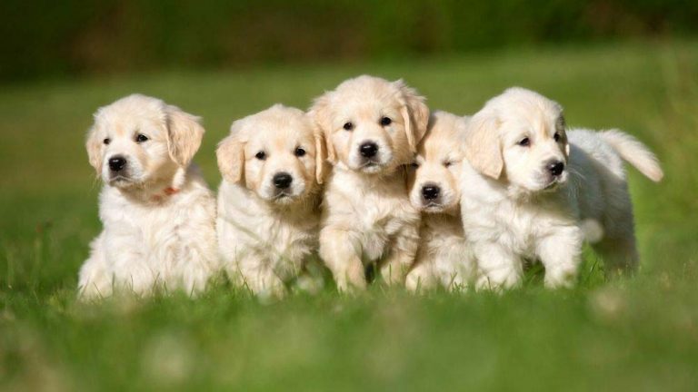 How To Pick a Golden Retriever Puppy From a Litter? (Easy Guide ...