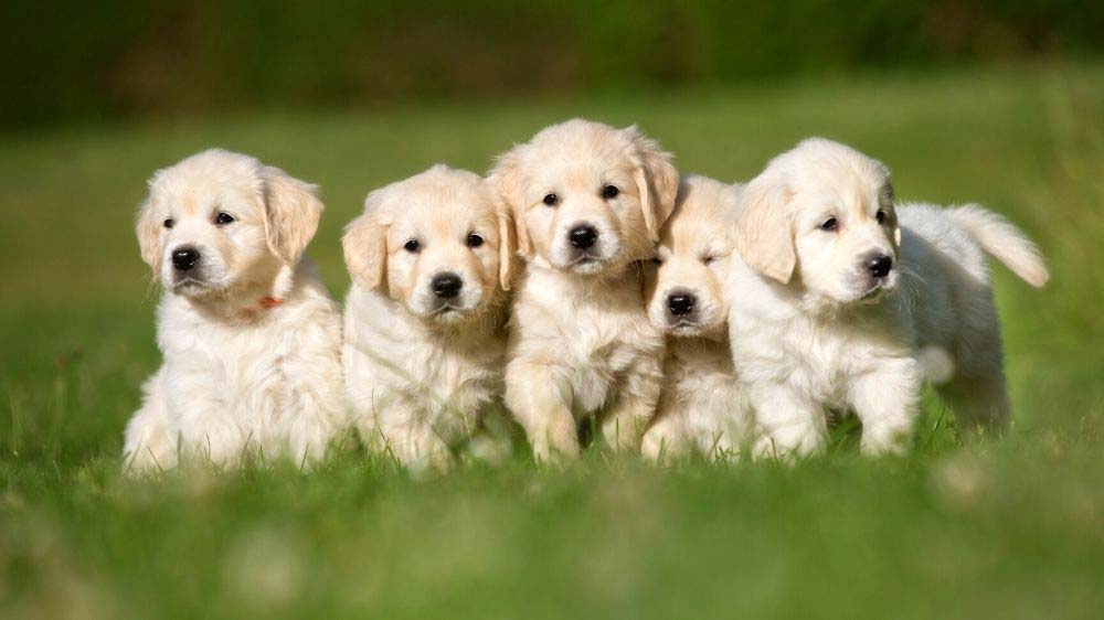 How to pick a golden retriever puppy from a litter.