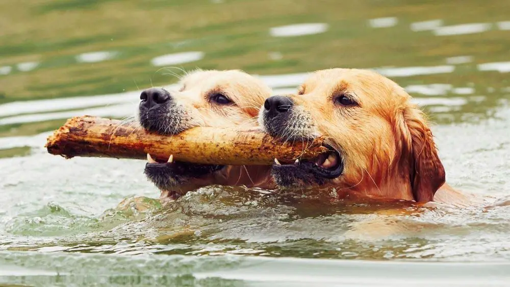 Do Goldens do better in pairs?