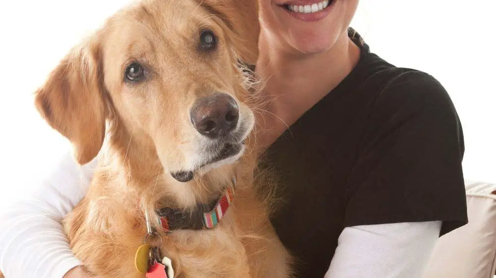 Golden retriever sitting on woman's lap.