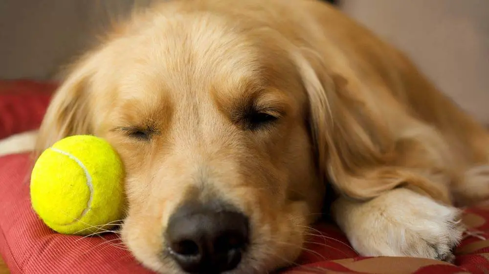 Why do golden retrievers love tennis balls so much?