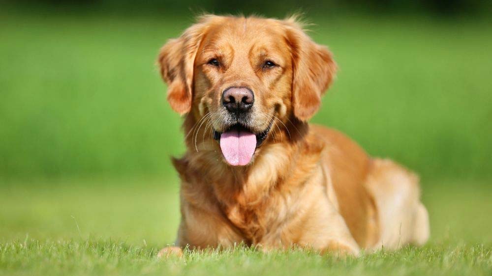 Golden Retriever laying in the grass.