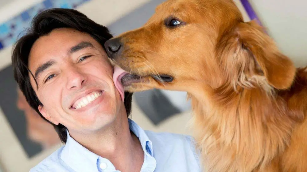 How Golden Retrievers show affection.