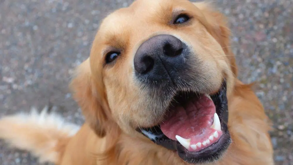 Do golden retrievers need their glands expressed?