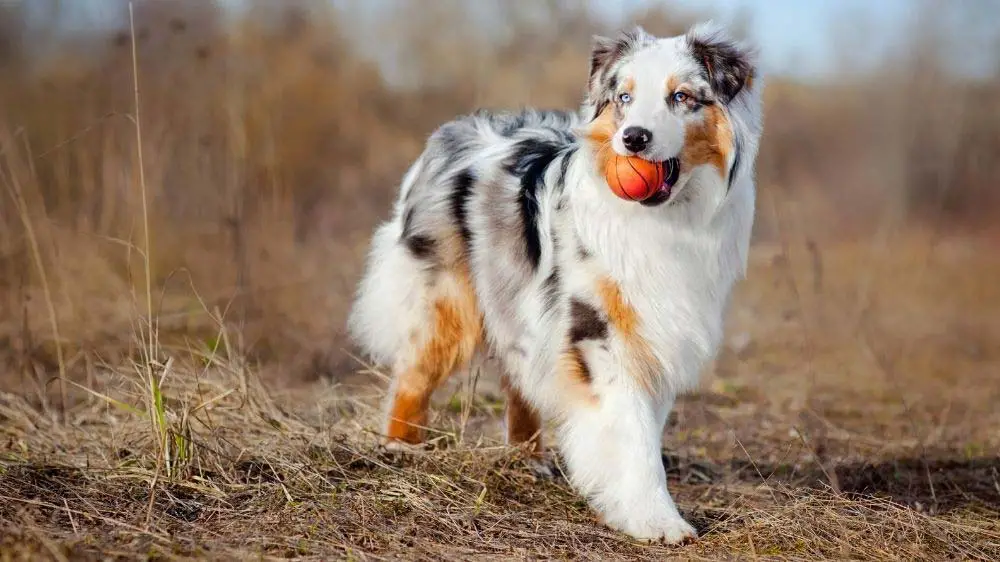 An Australian Shepherd dog with a ball in his mouth.